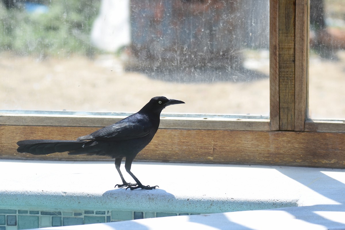 Great-tailed Grackle (Great-tailed) - ML618607387