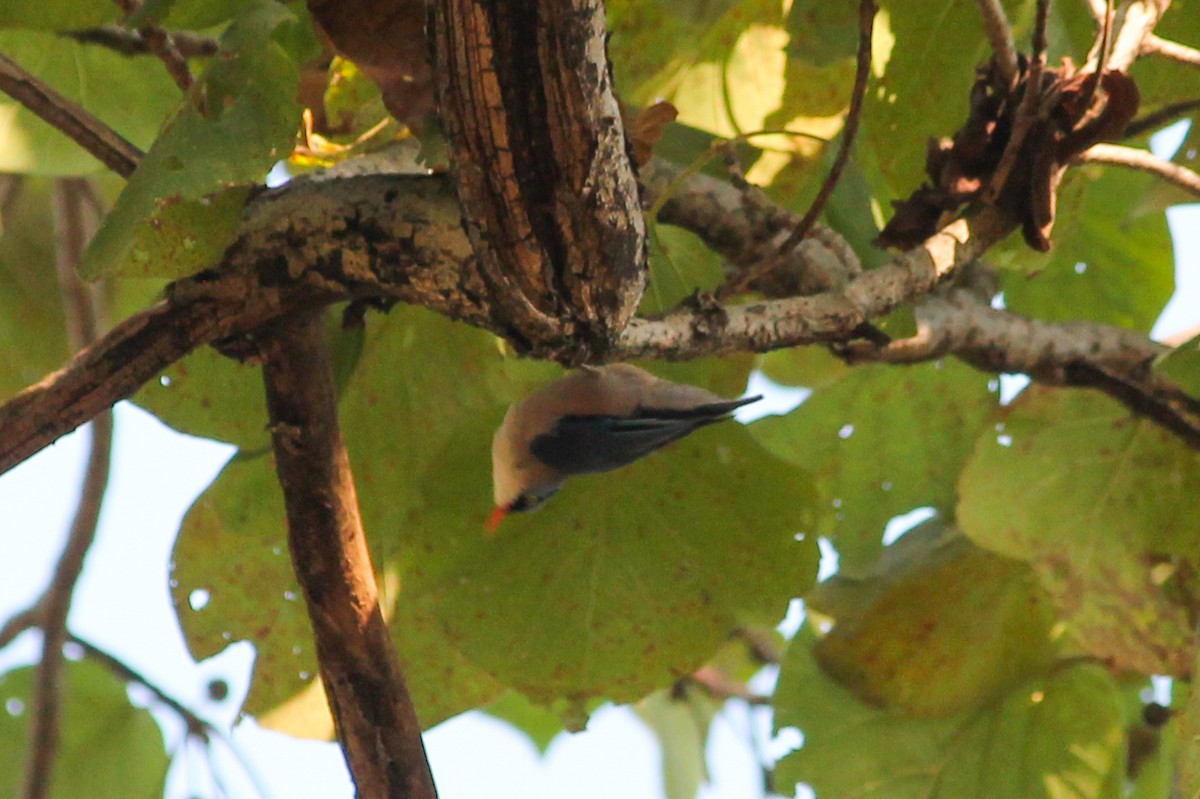 Velvet-fronted Nuthatch - ML618607395
