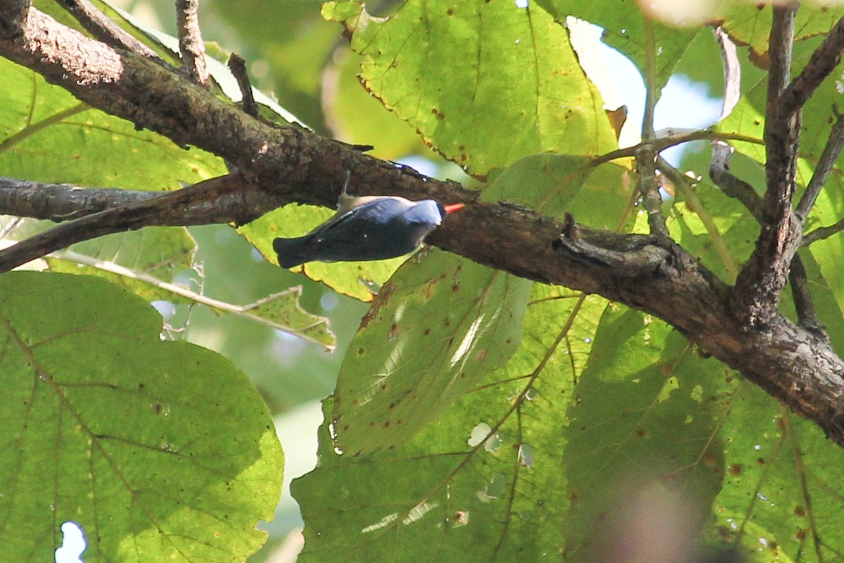 Velvet-fronted Nuthatch - ML618607397
