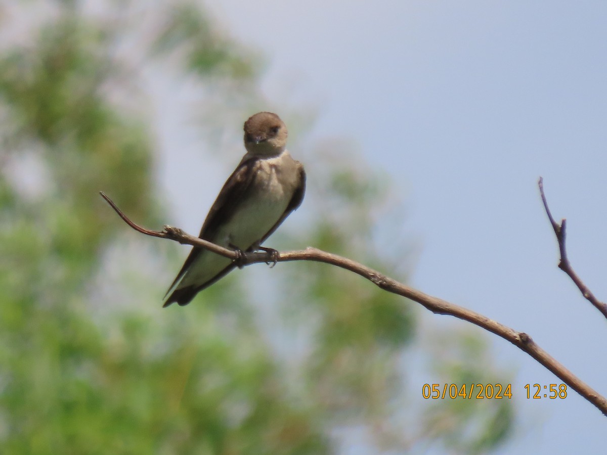 Northern Rough-winged Swallow - ML618607437