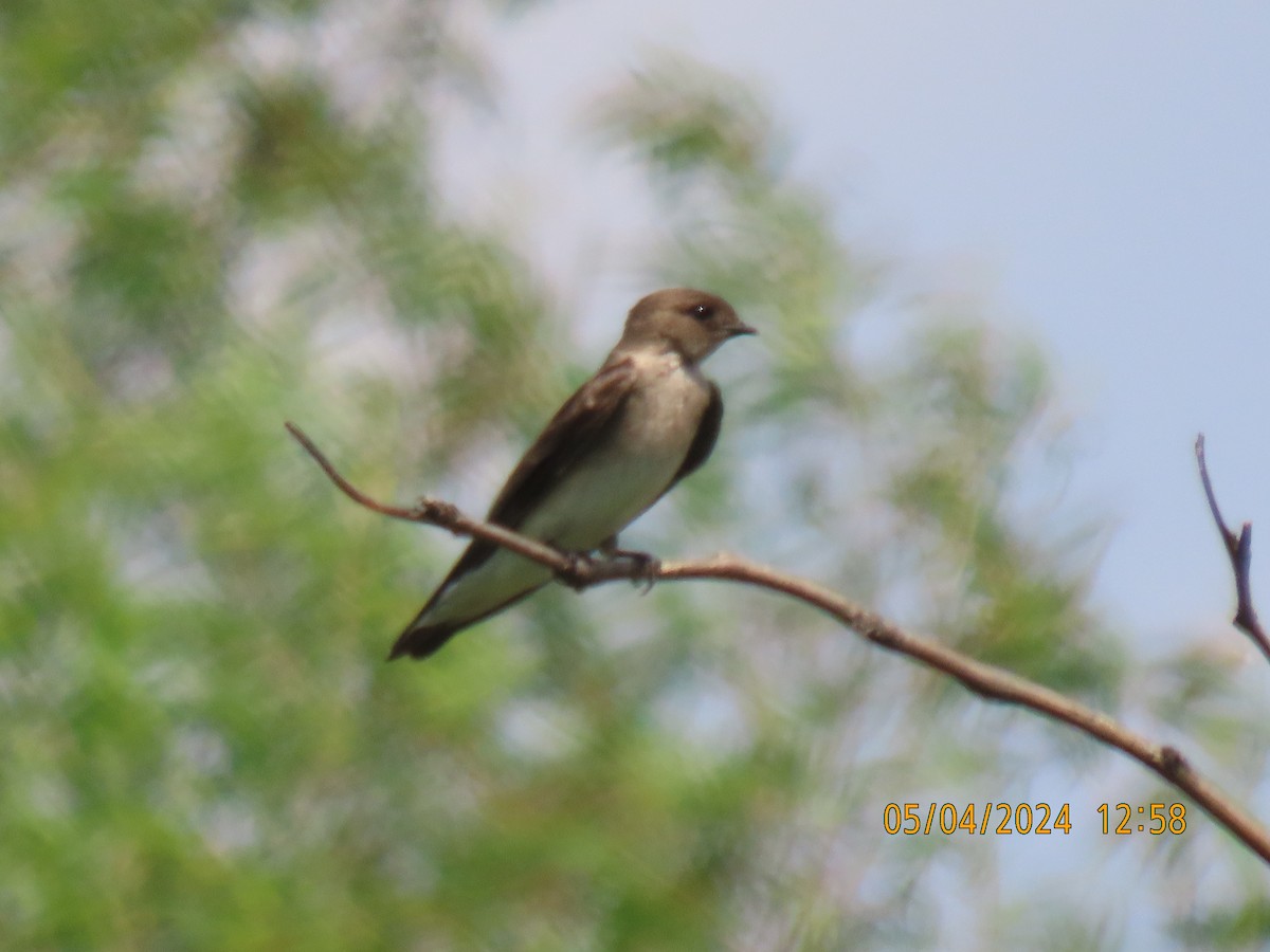 Northern Rough-winged Swallow - ML618607438