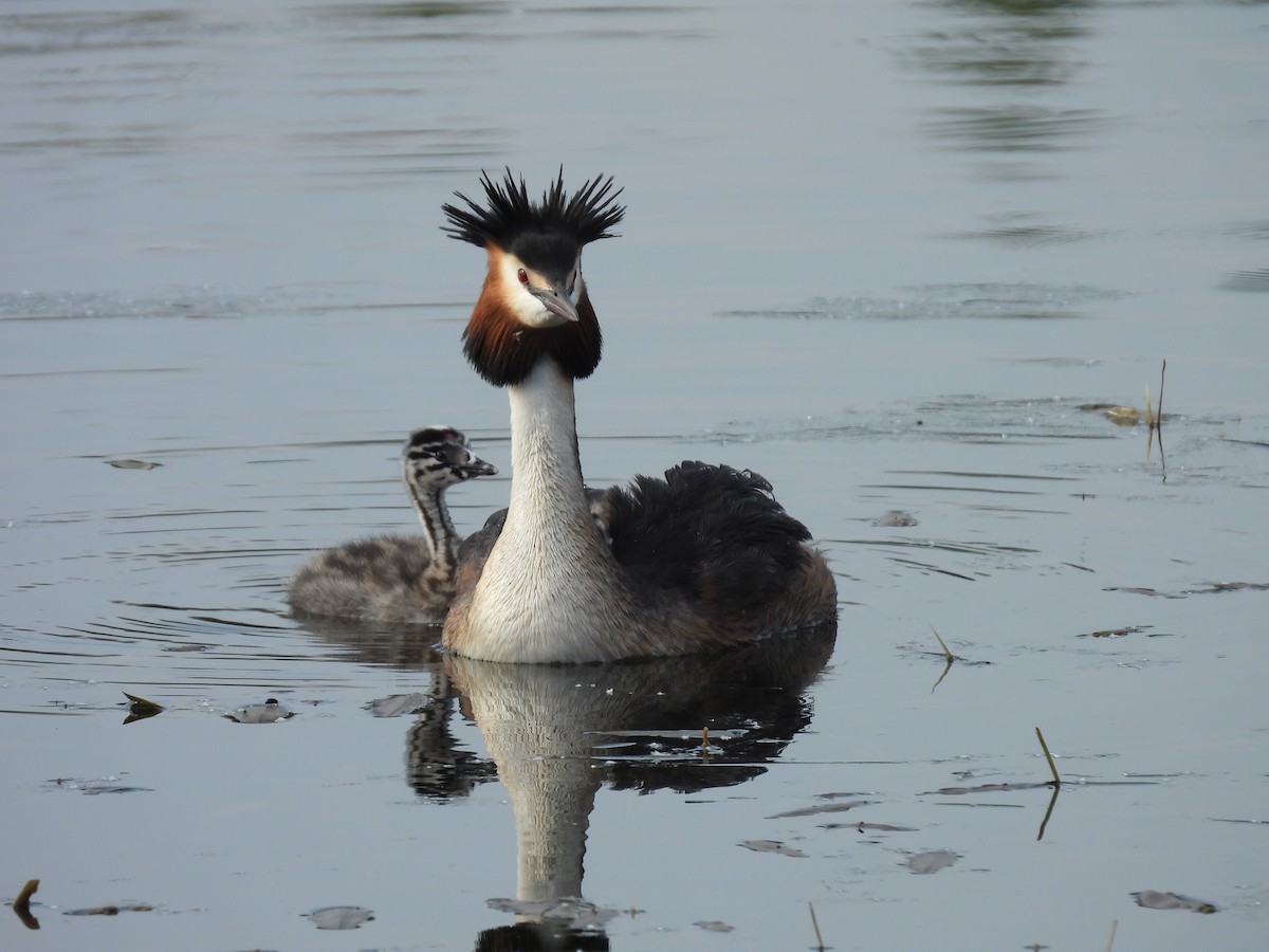 Great Crested Grebe - ML618607474