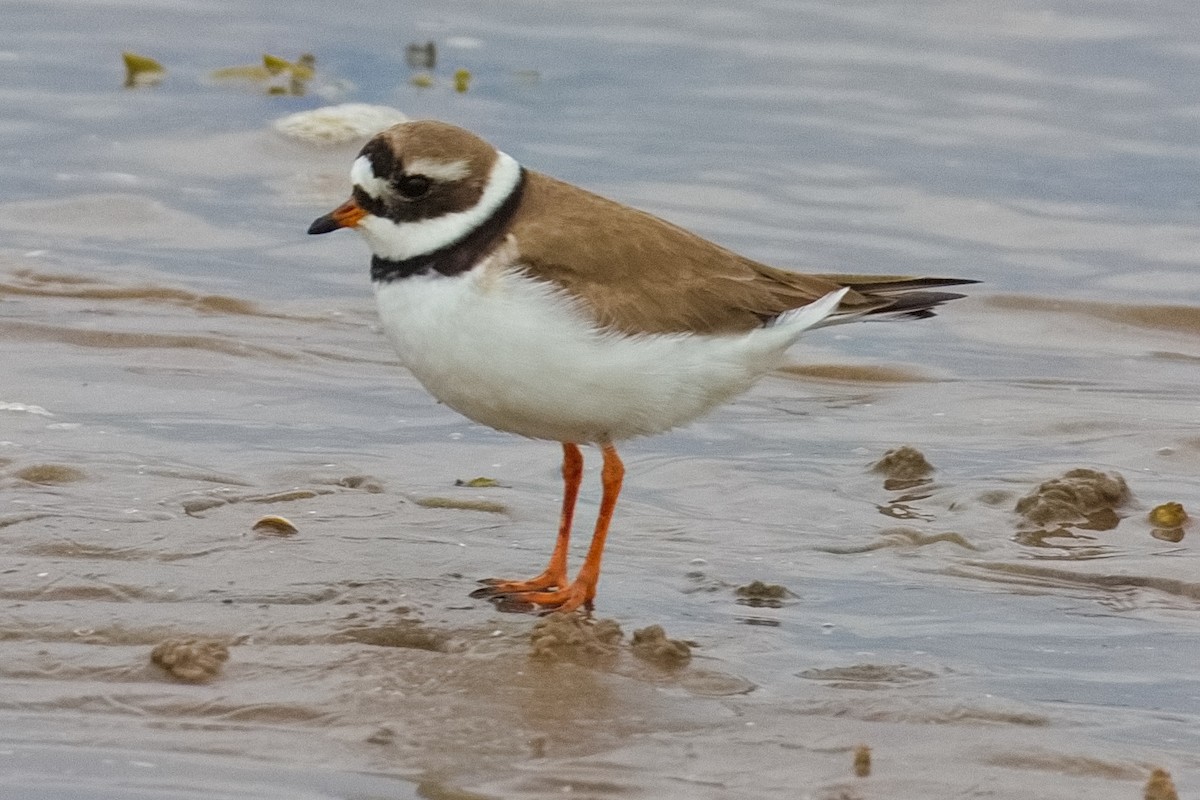 Common Ringed Plover - ML618607481