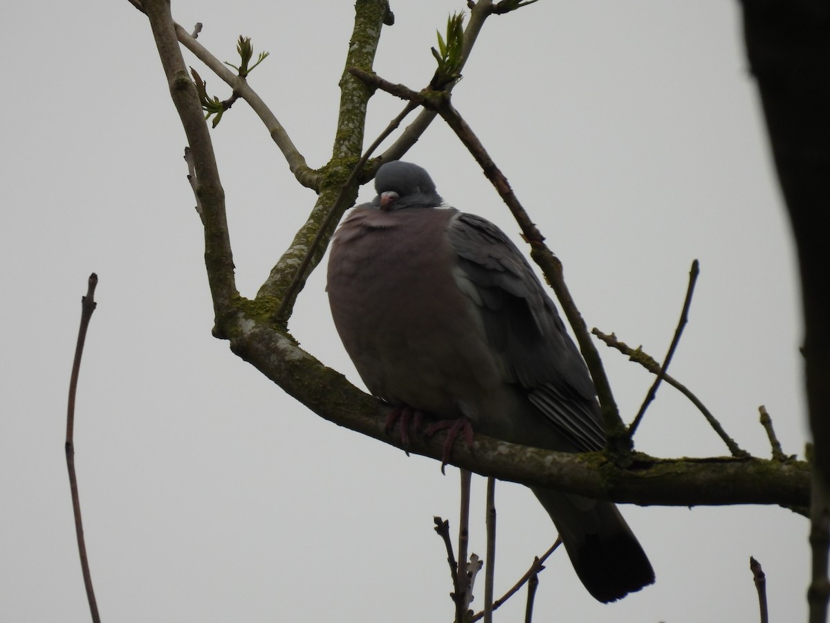 Common Wood-Pigeon - ML618607500