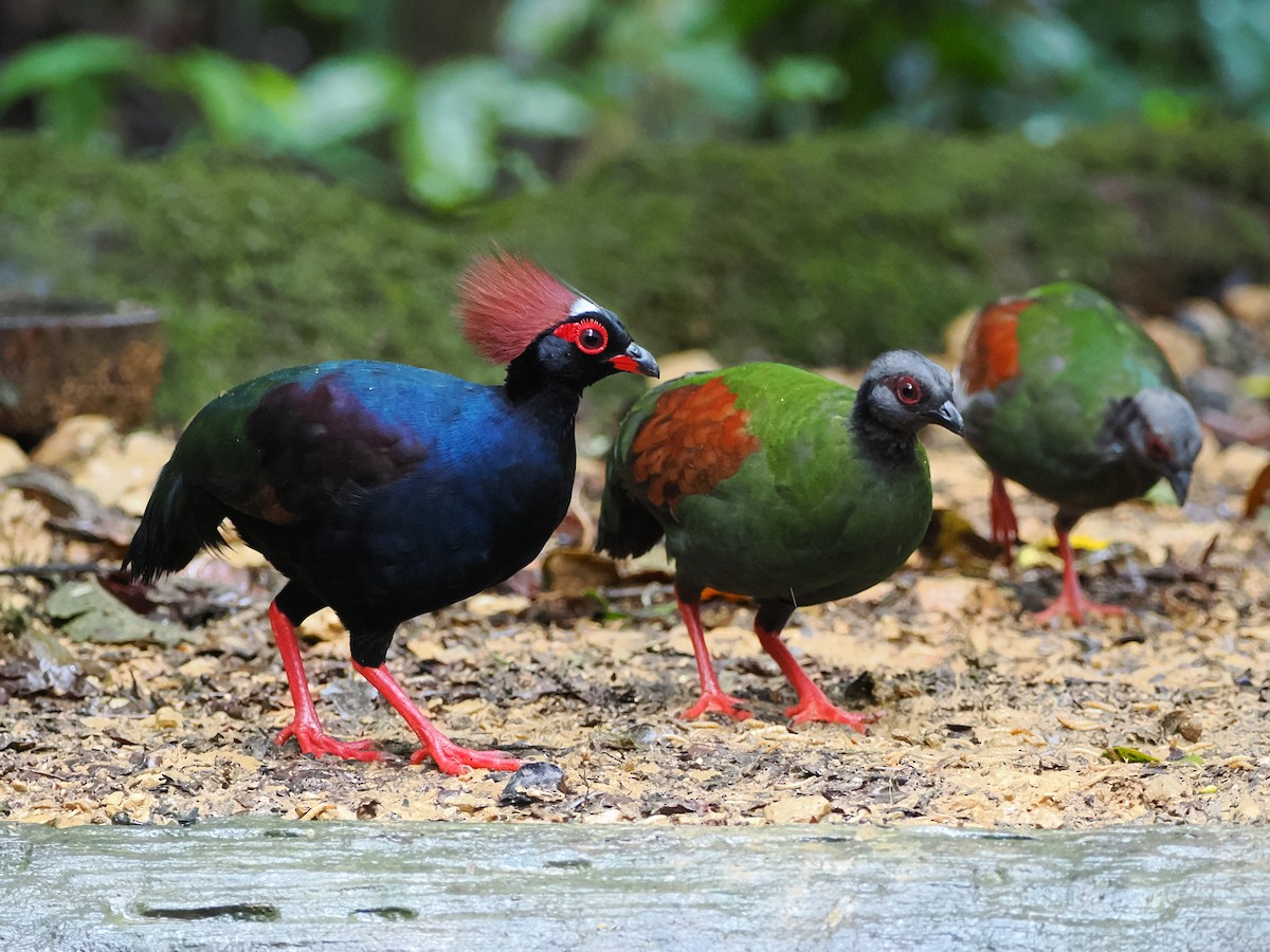 Crested Partridge - ML618607535