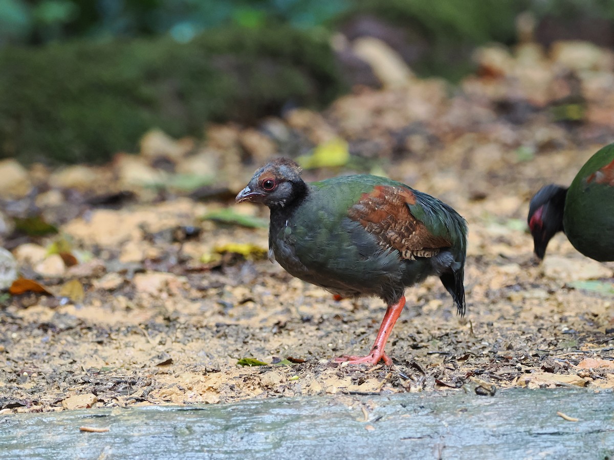 Crested Partridge - ML618607540