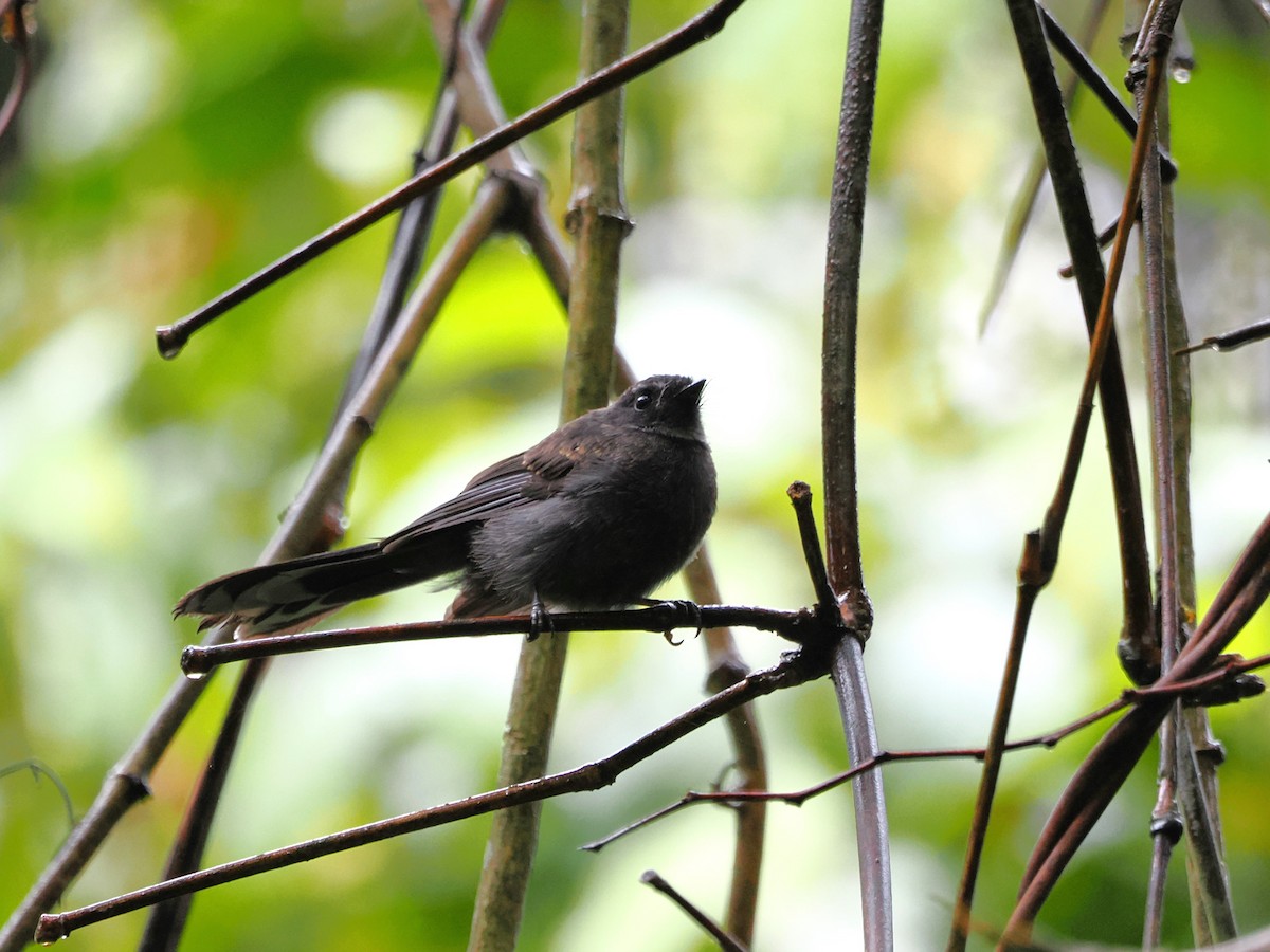 White-throated Fantail - ML618607550