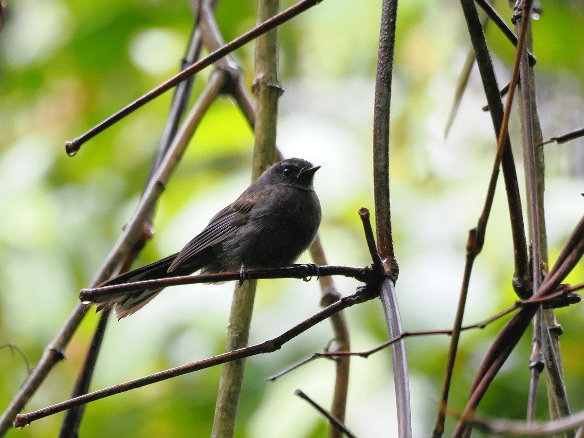 White-throated Fantail - ML618607551