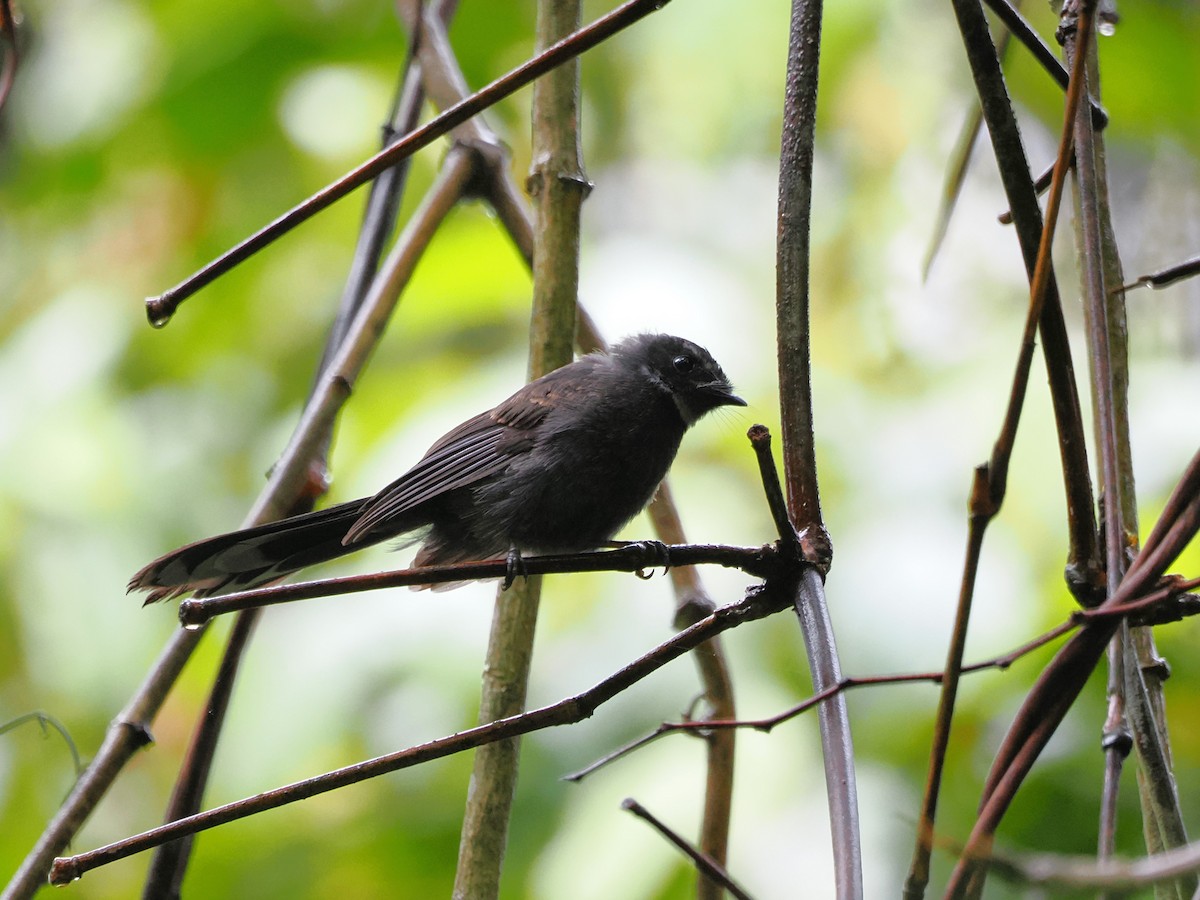 White-throated Fantail - ML618607552