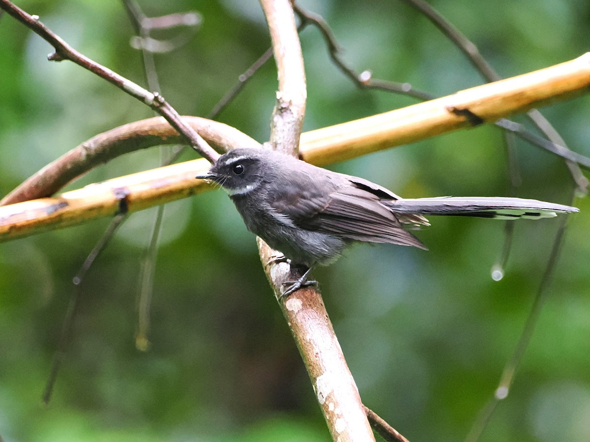 White-throated Fantail - ML618607553