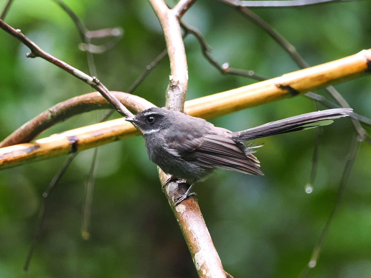 White-throated Fantail - ML618607555