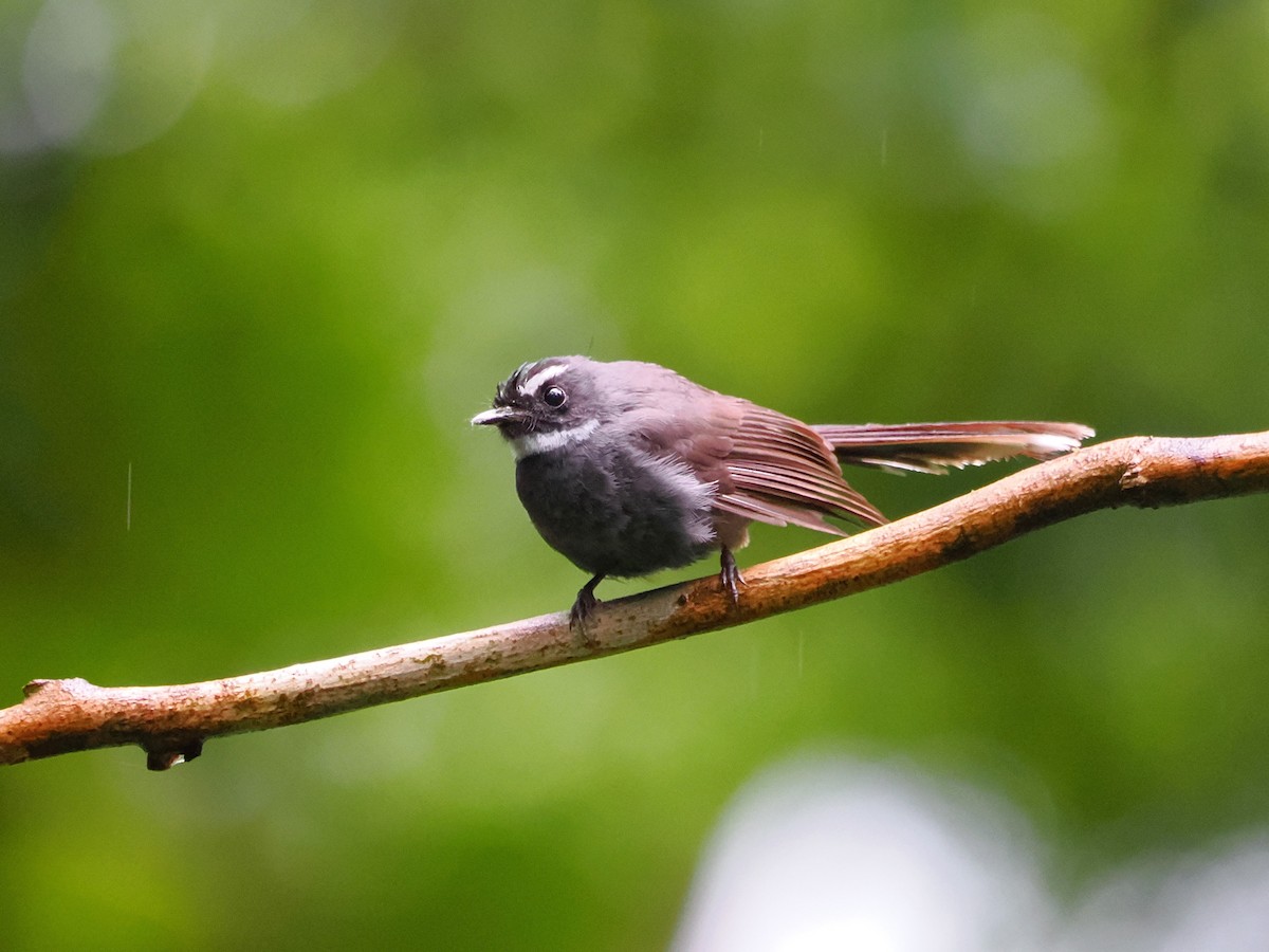 White-throated Fantail - ML618607556
