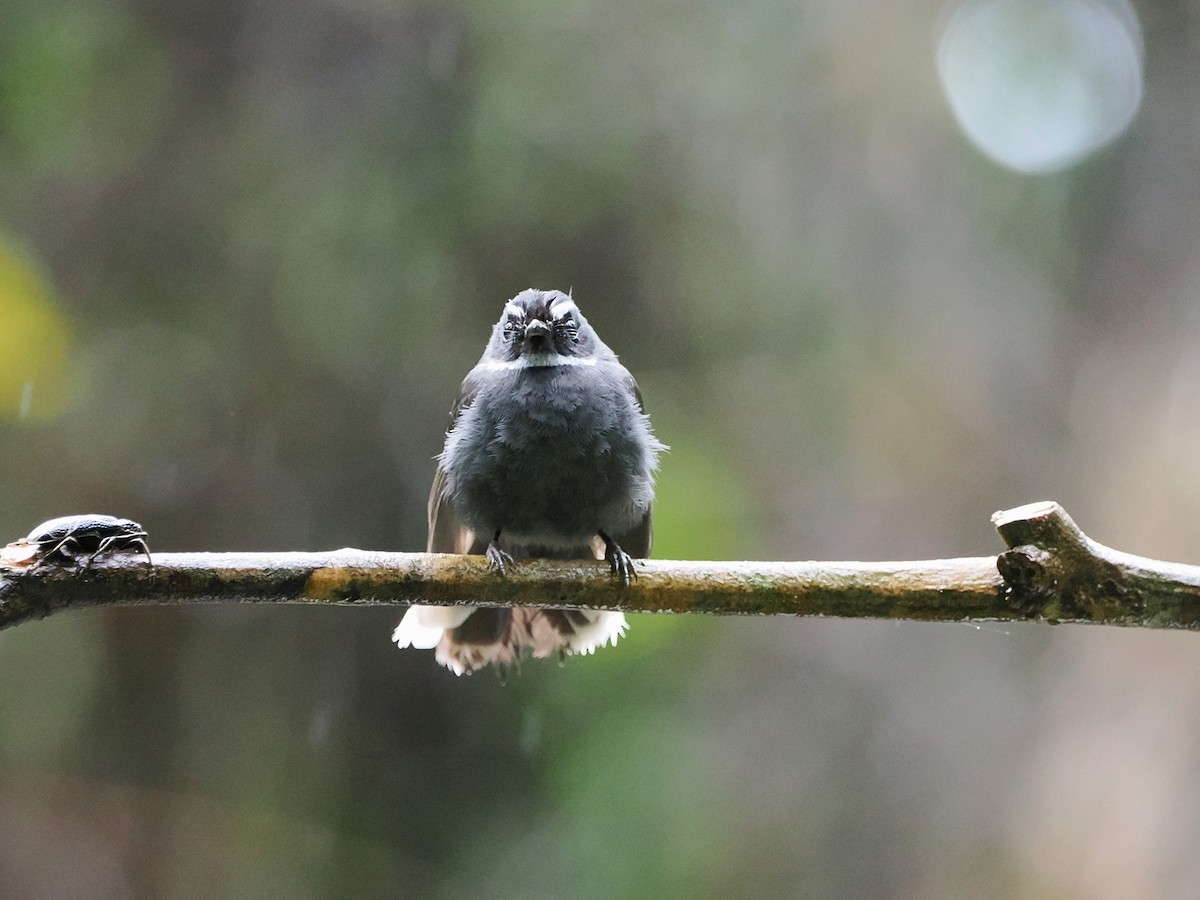 White-throated Fantail - ML618607557
