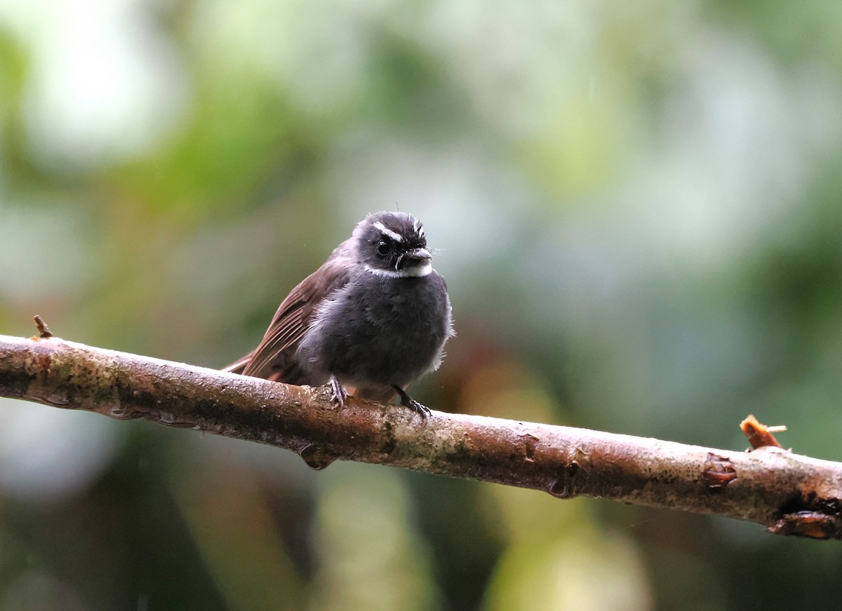 White-throated Fantail - ML618607558