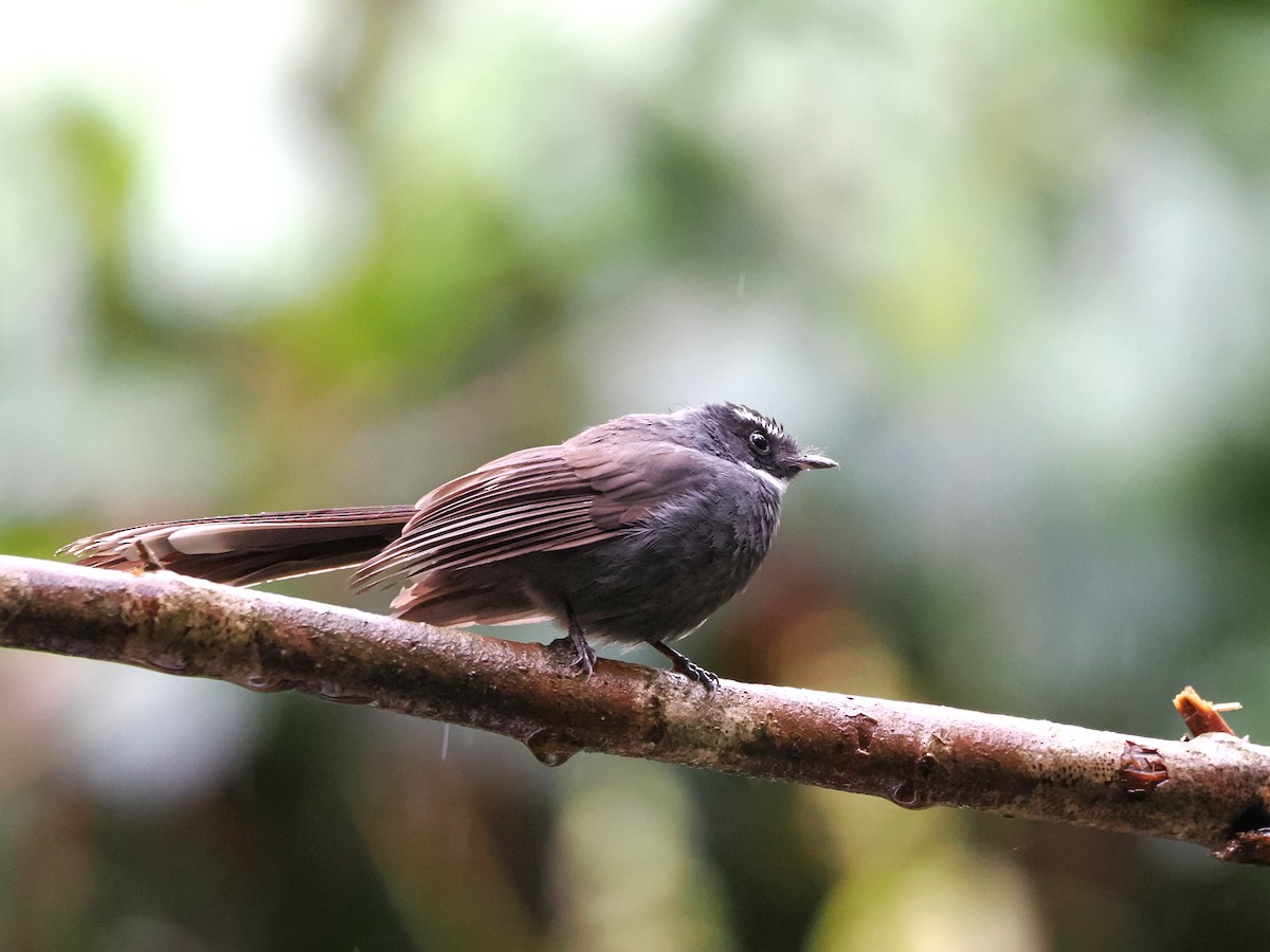 White-throated Fantail - ML618607559