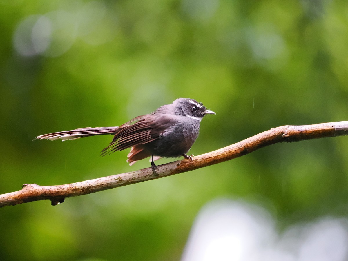White-throated Fantail - ML618607560