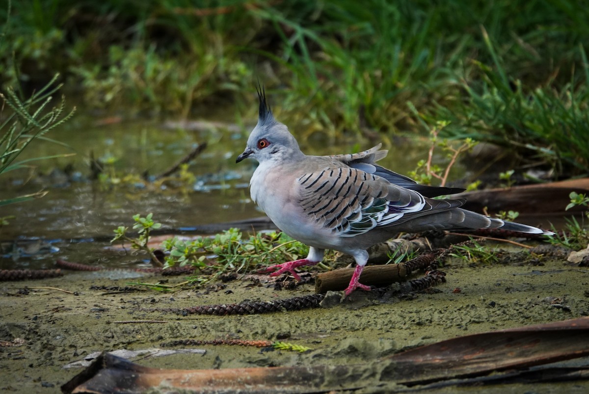 Crested Pigeon - ML618607564