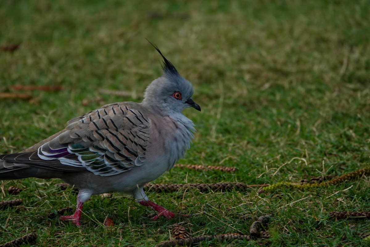 Crested Pigeon - ML618607565