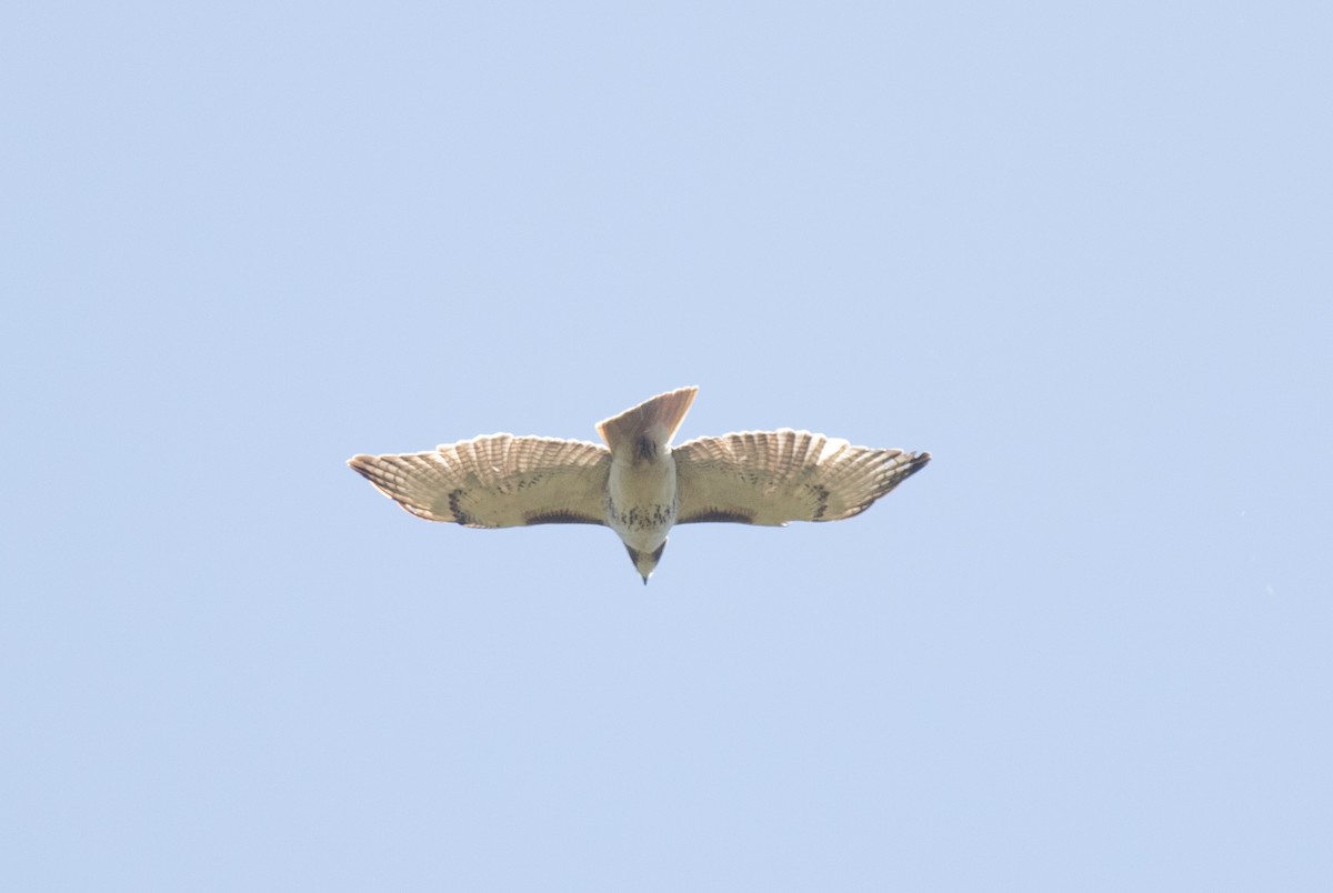 Red-tailed Hawk - ML618607568