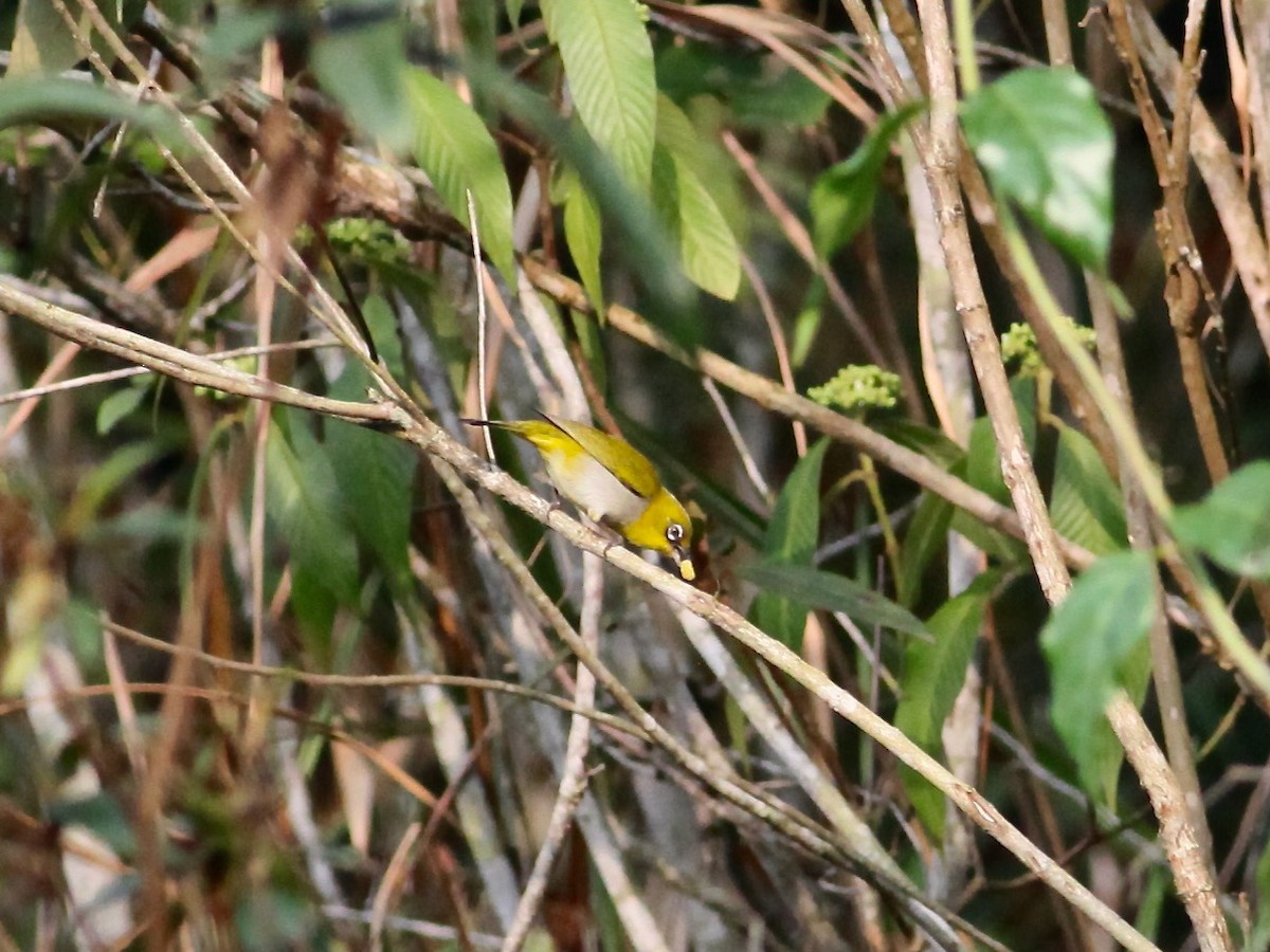 Indian White-eye - Joost Foppes