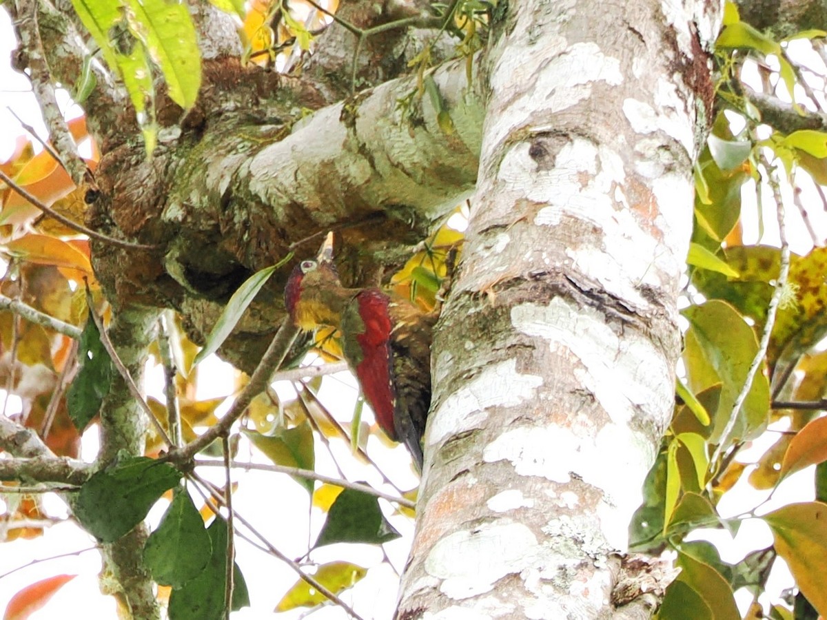 Crimson-winged Woodpecker - ML618607622