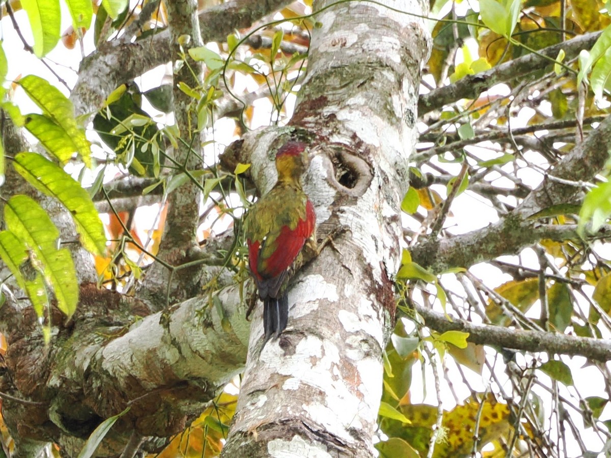 Crimson-winged Woodpecker - ML618607623