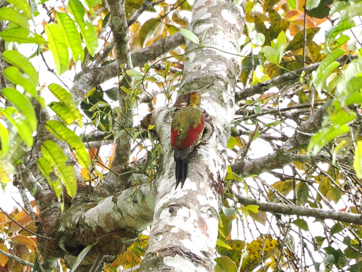Crimson-winged Woodpecker - ML618607624
