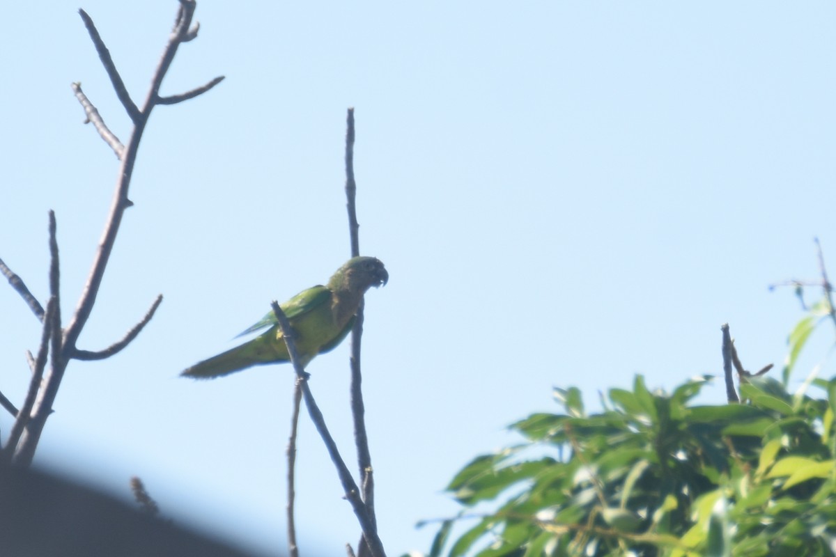 Brown-throated Parakeet (Brown-throated) - ML618607637