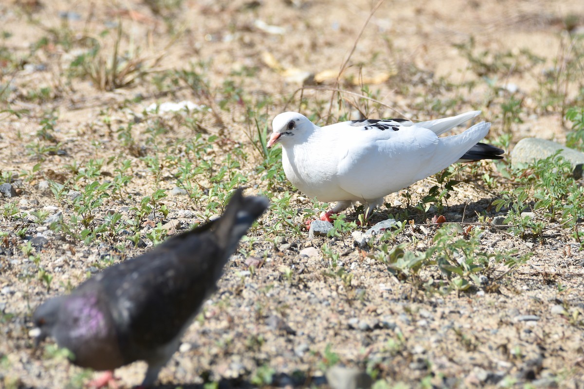 Rock Pigeon (Feral Pigeon) - ML618607646