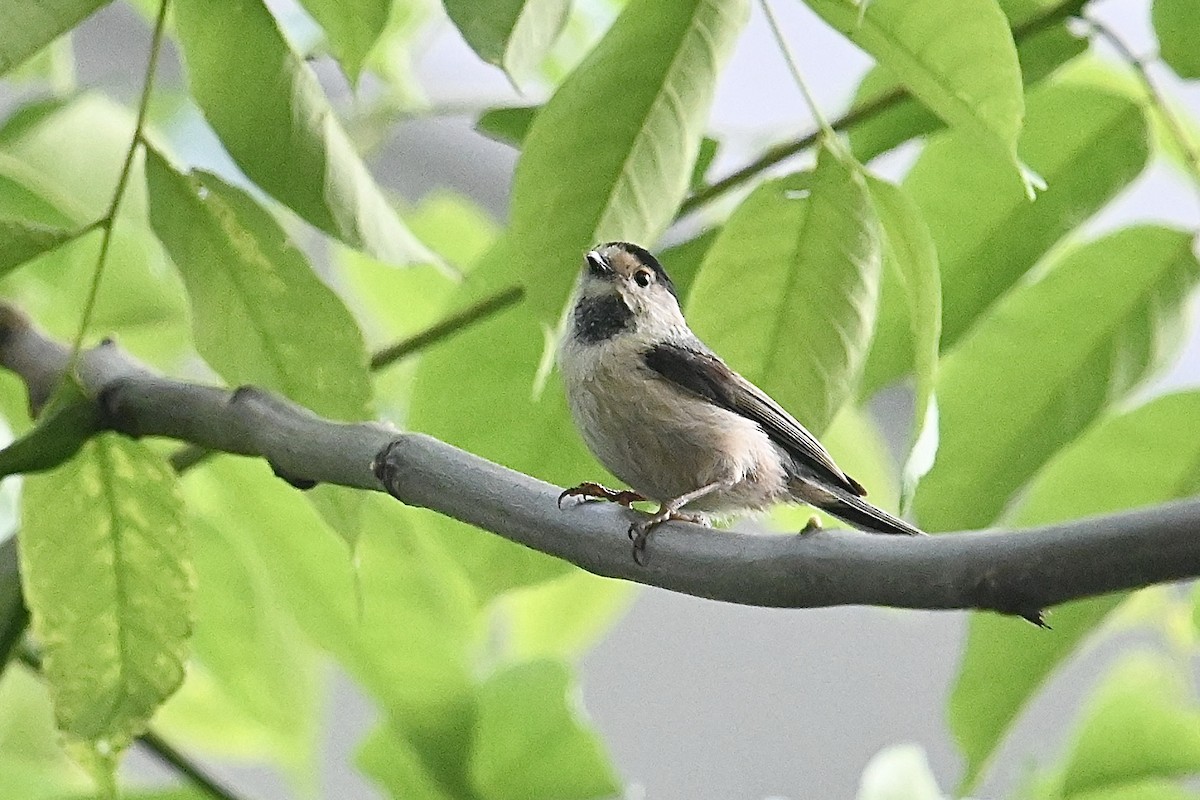 Silver-throated Tit - ML618607686