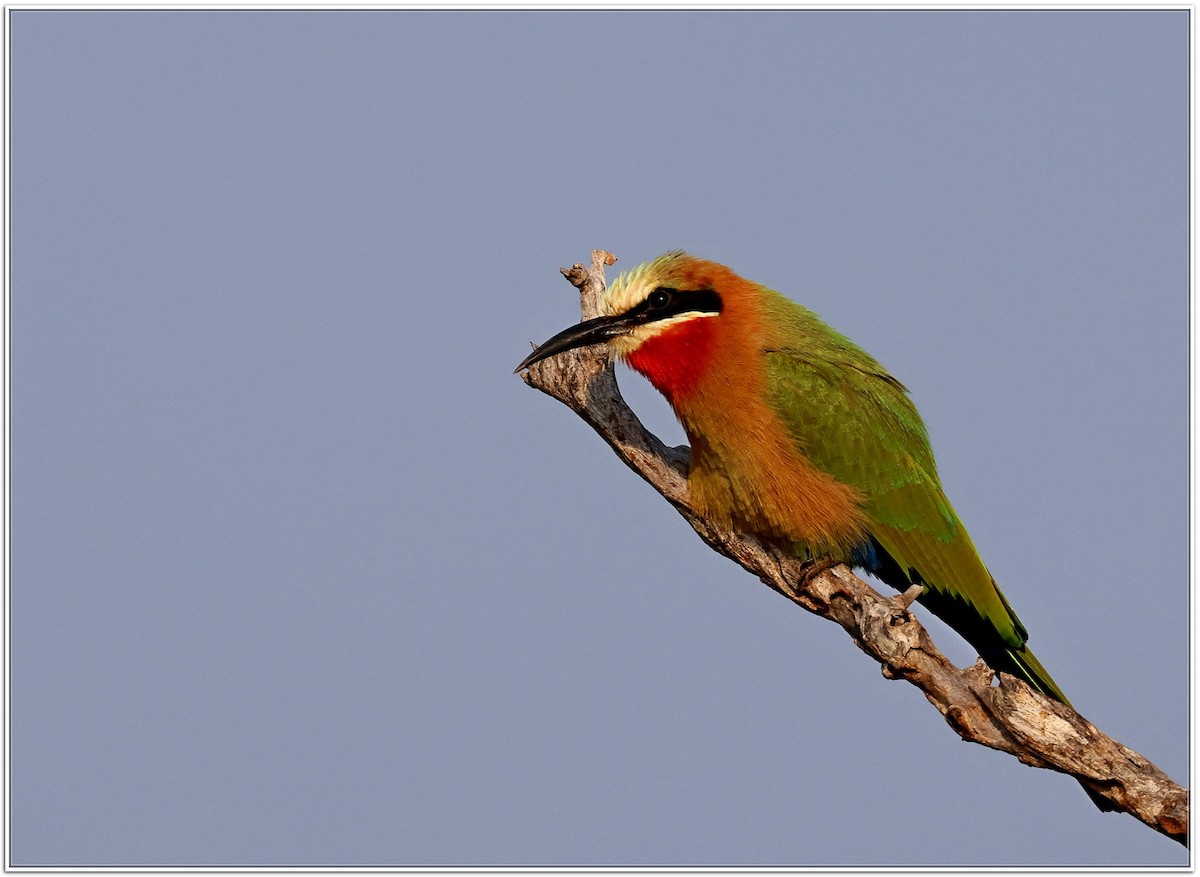 White-fronted Bee-eater - ML618607712