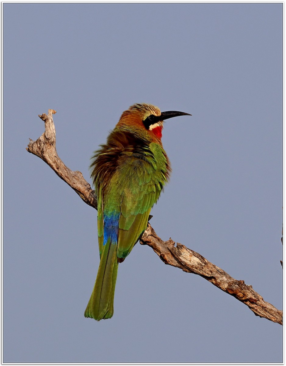 White-fronted Bee-eater - Anton Pearson