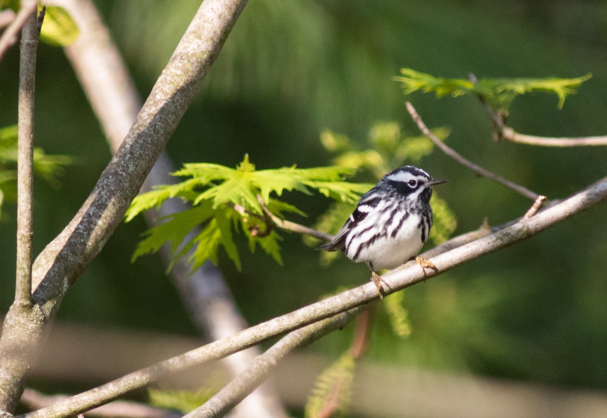 Black-and-white Warbler - ML618607733