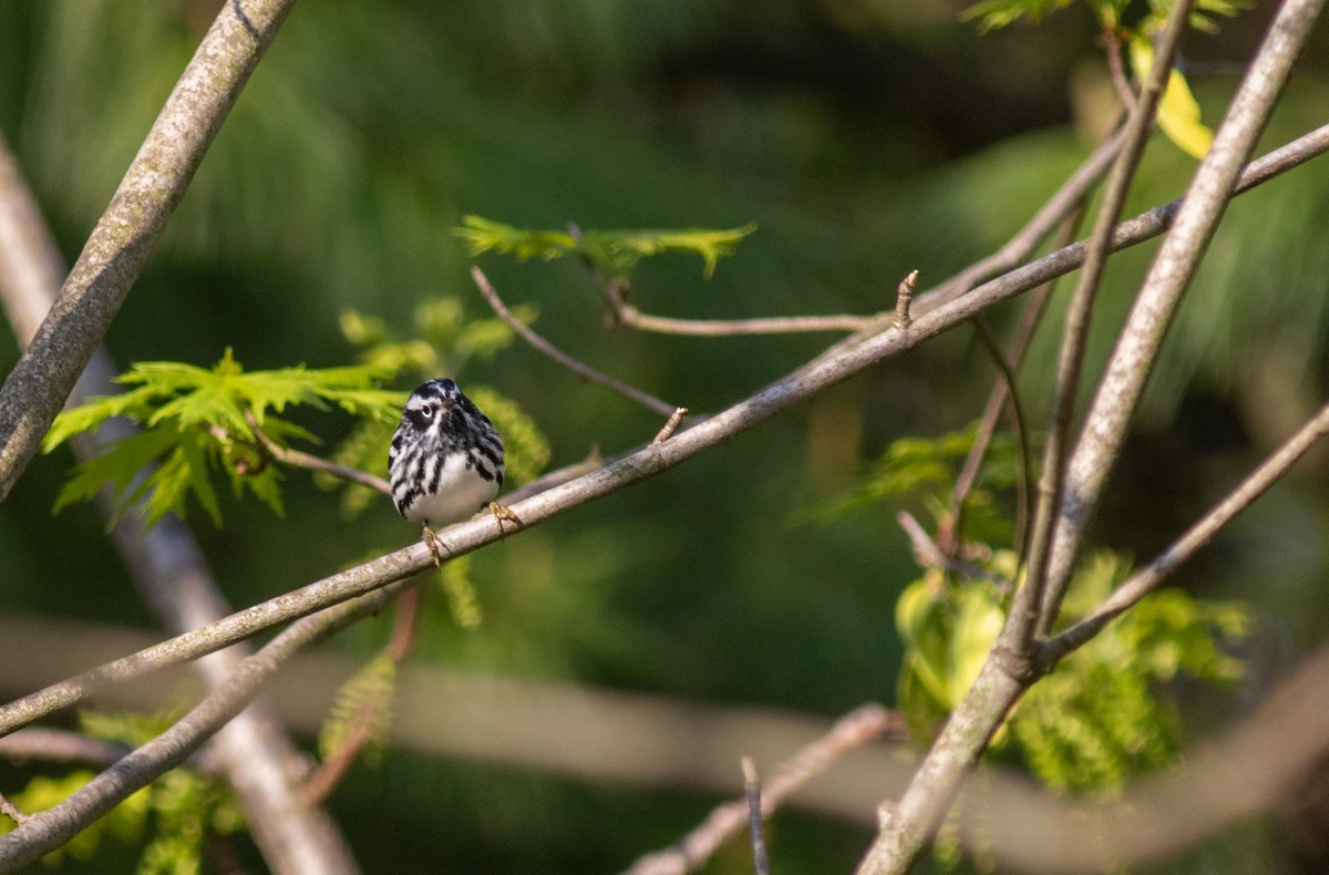 Black-and-white Warbler - ML618607734