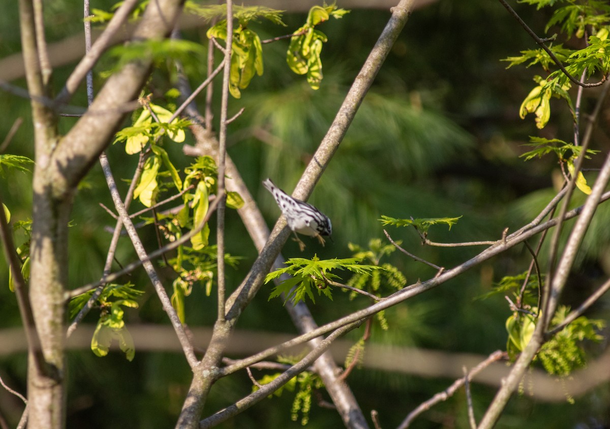 Black-and-white Warbler - Brian Quindlen
