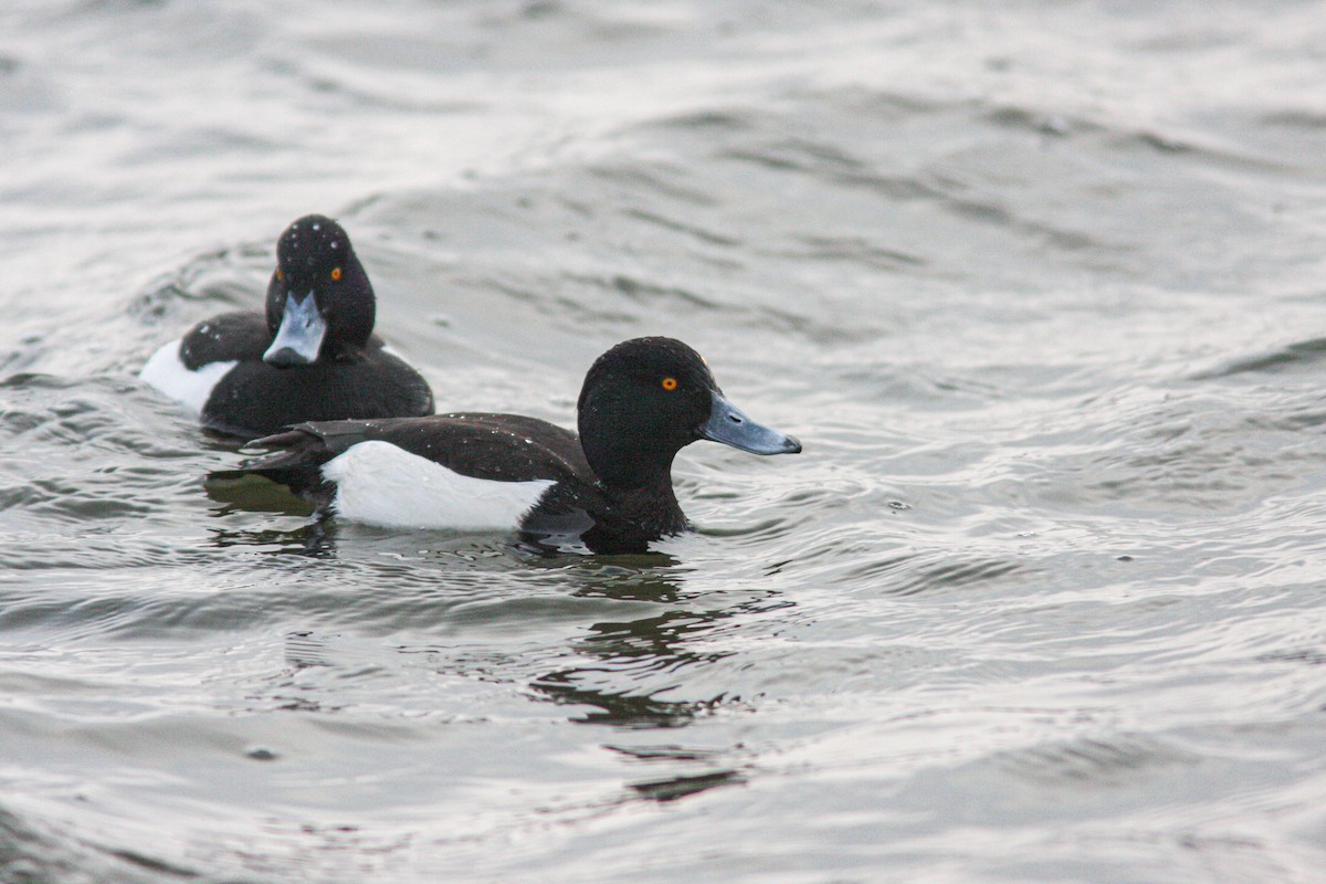 Tufted Duck - ML618607740
