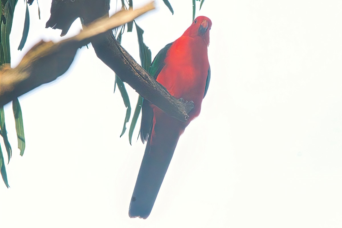 Australian King-Parrot - ML618607770