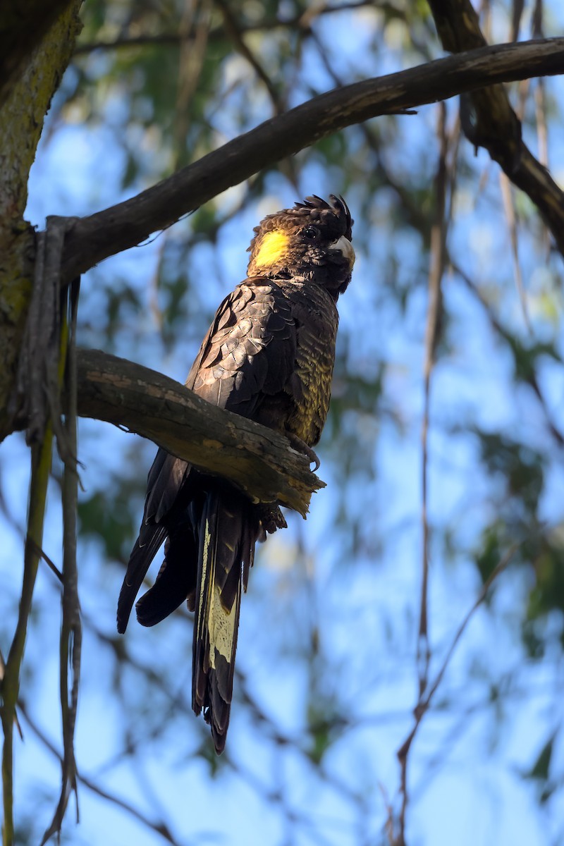 Yellow-tailed Black-Cockatoo - ML618607789