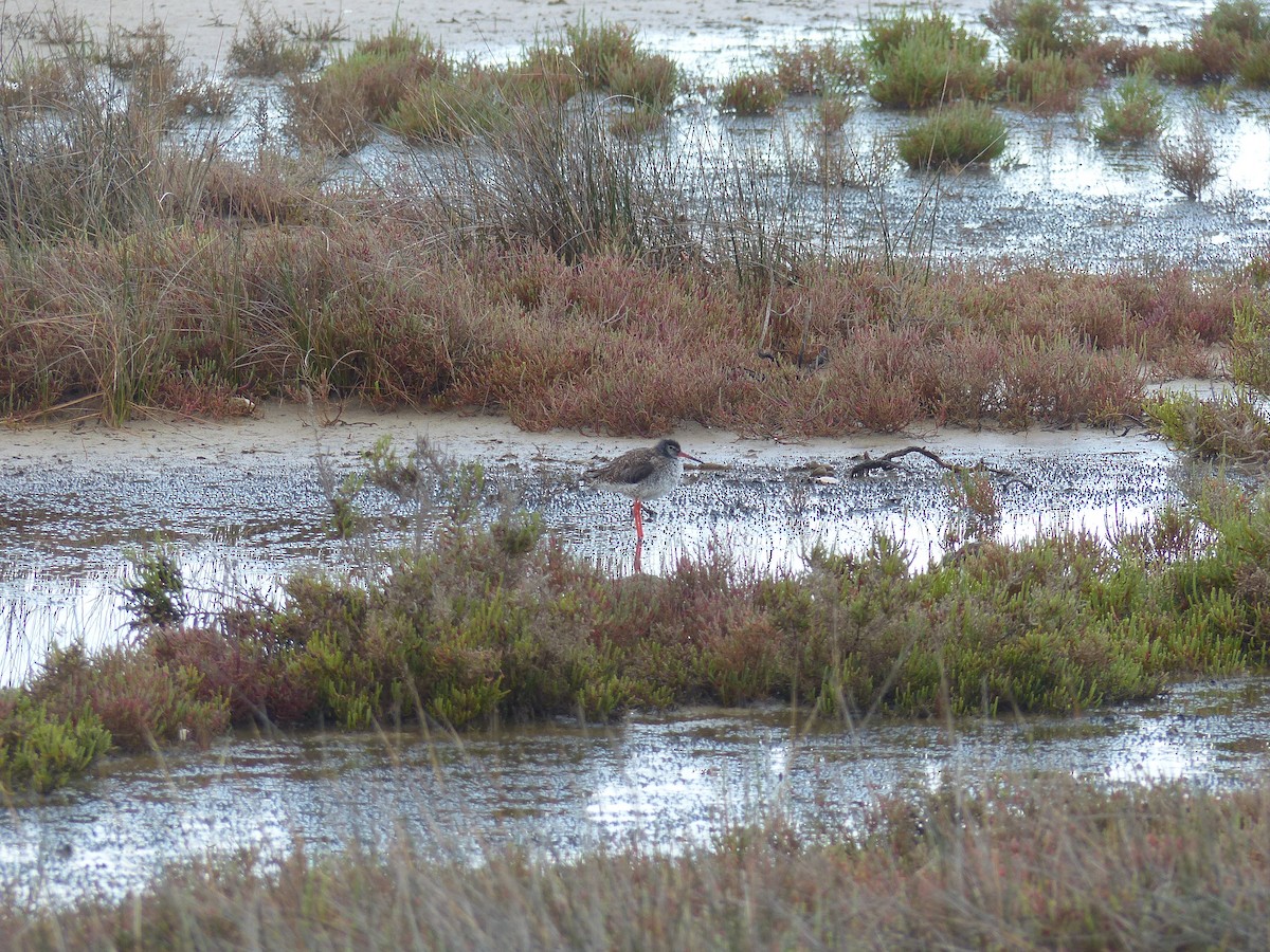 Spotted Redshank - ML618607809
