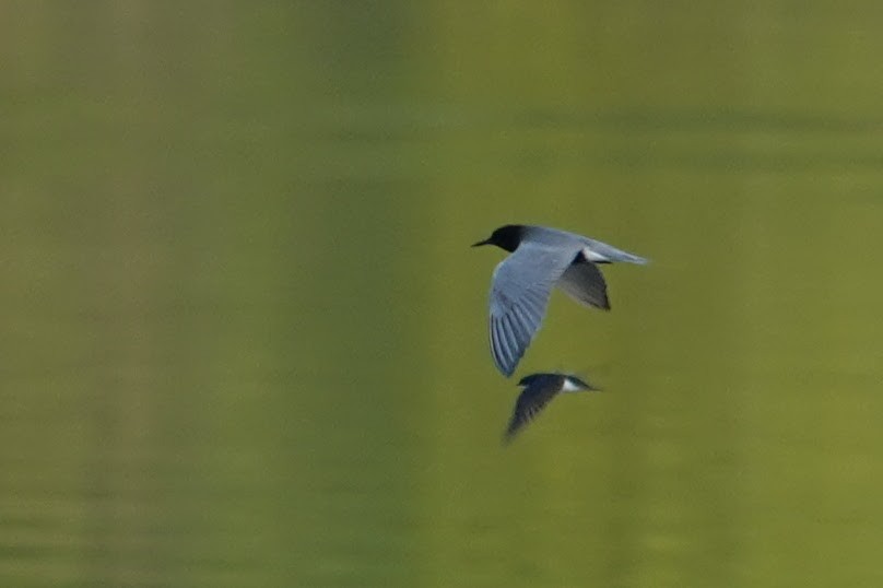 Black Tern - Linda Hamp