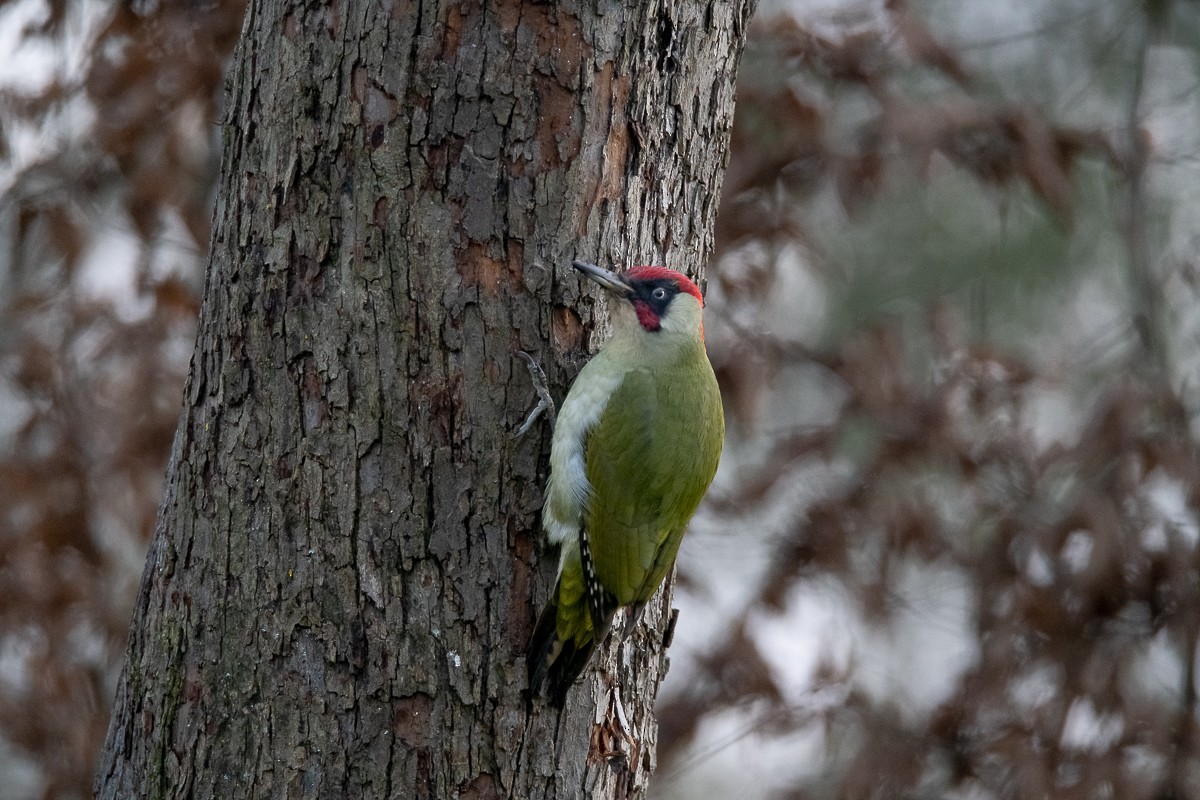 Eurasian Green Woodpecker - ML618607840