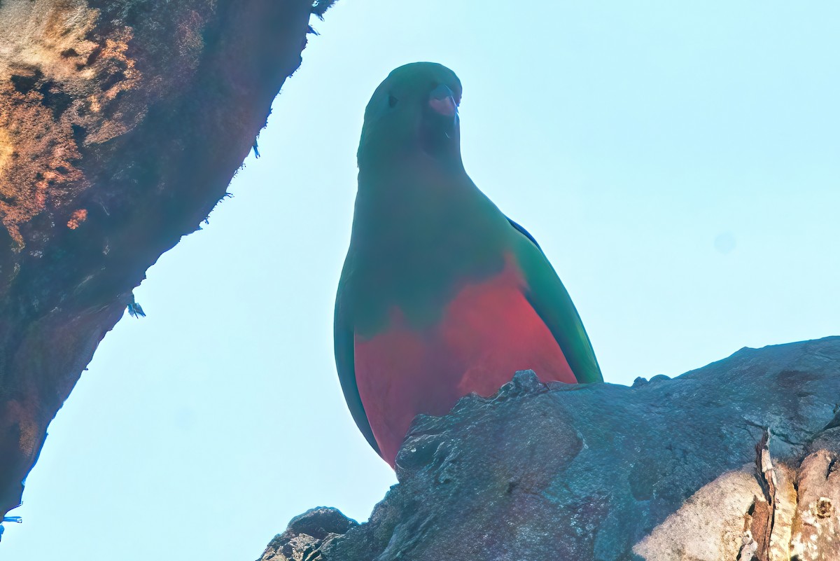 Australian King-Parrot - Alfons  Lawen
