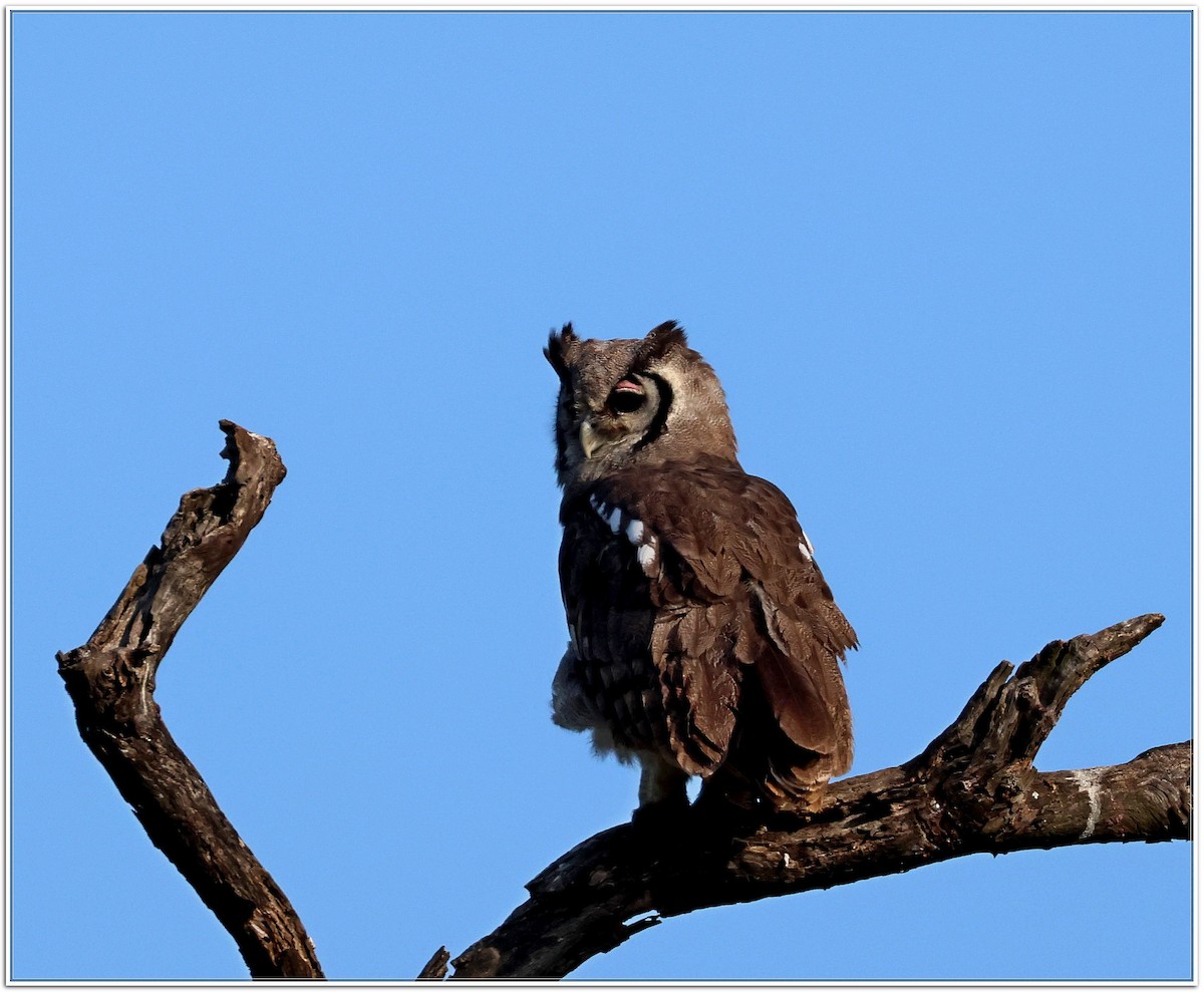 Verreaux's Eagle-Owl - ML618607885