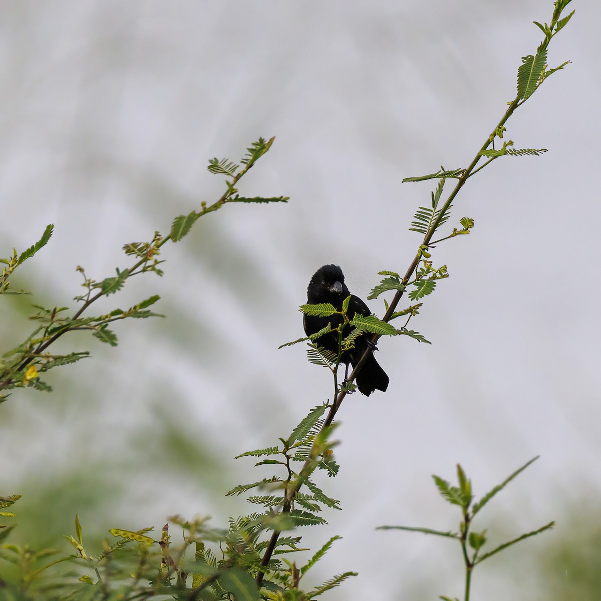 Variable Seedeater - ML618607906