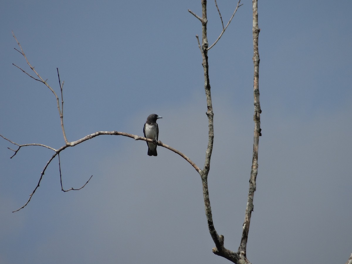 White-breasted Woodswallow - ML618607942