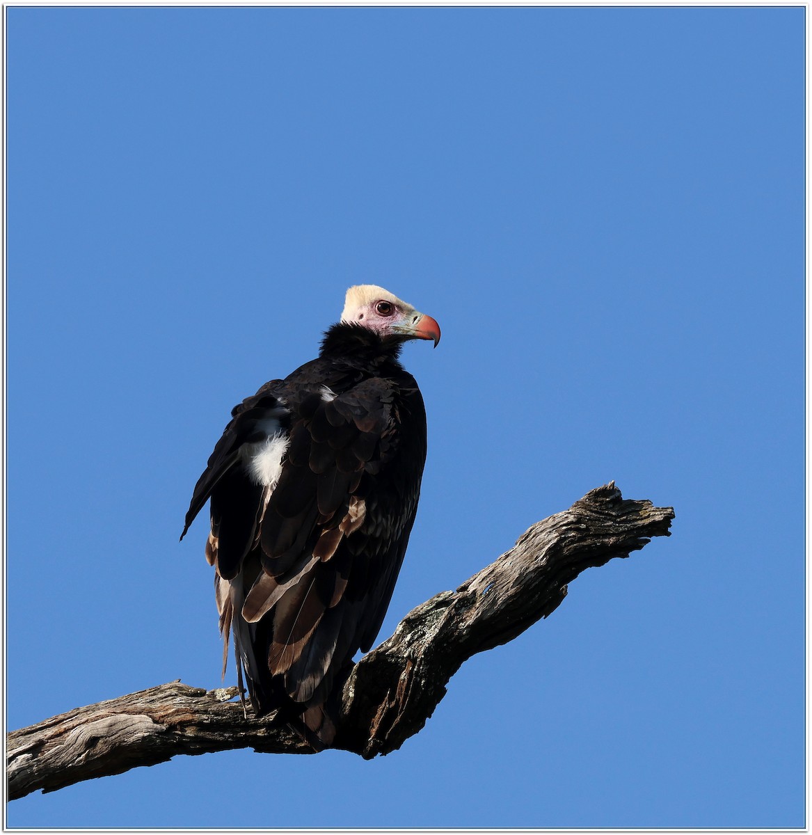 White-headed Vulture - ML618607950