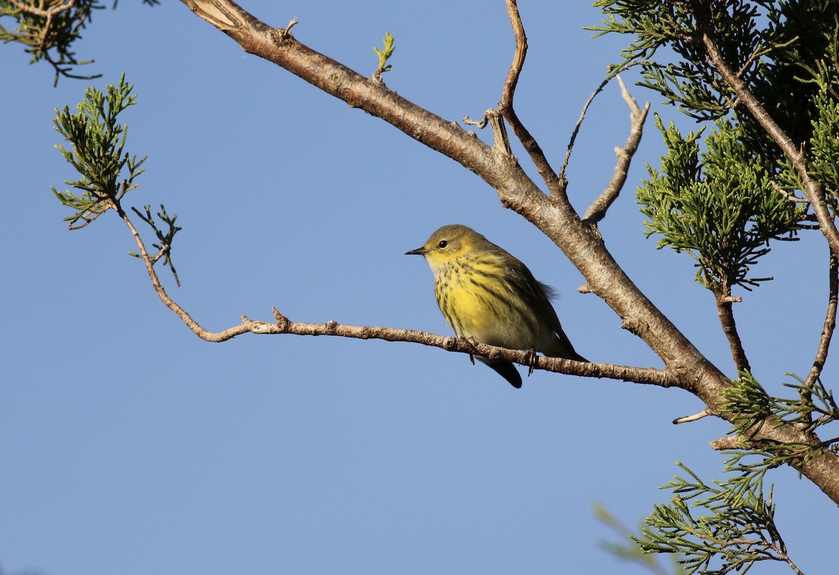 Cape May Warbler - ML618607956