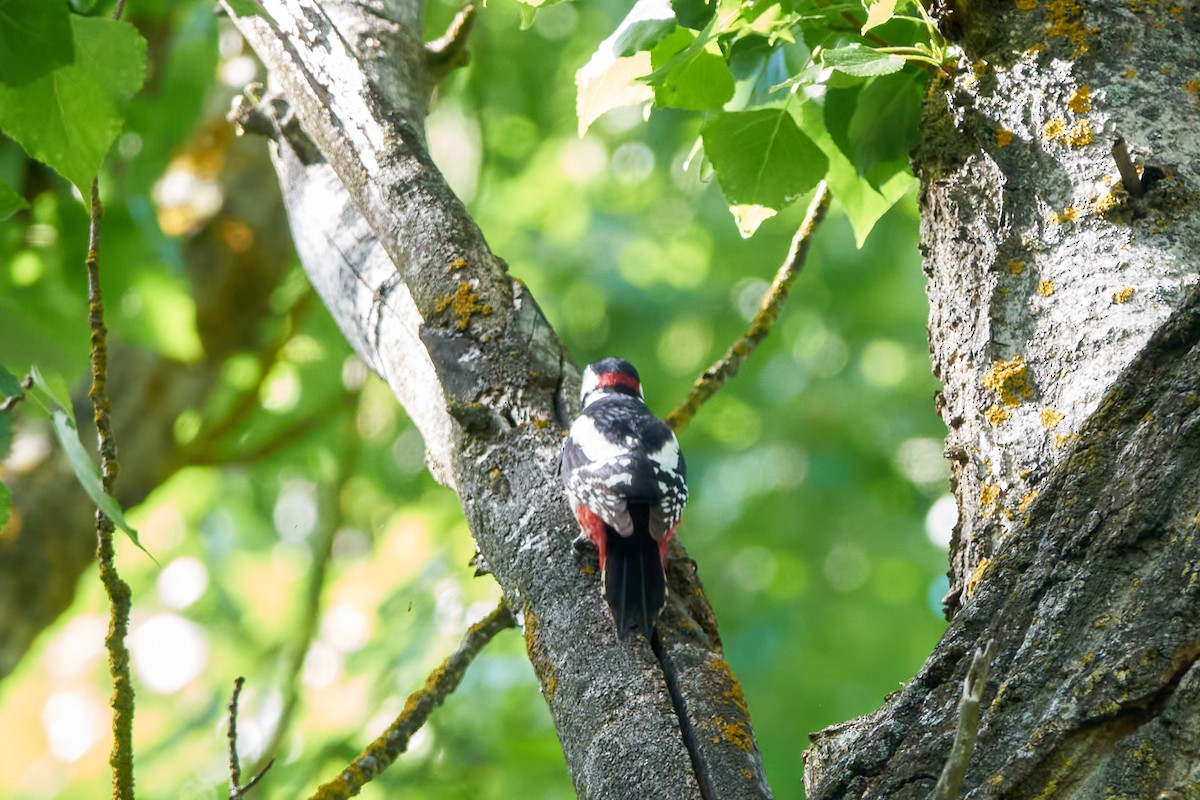 Great Spotted Woodpecker - ML618607990