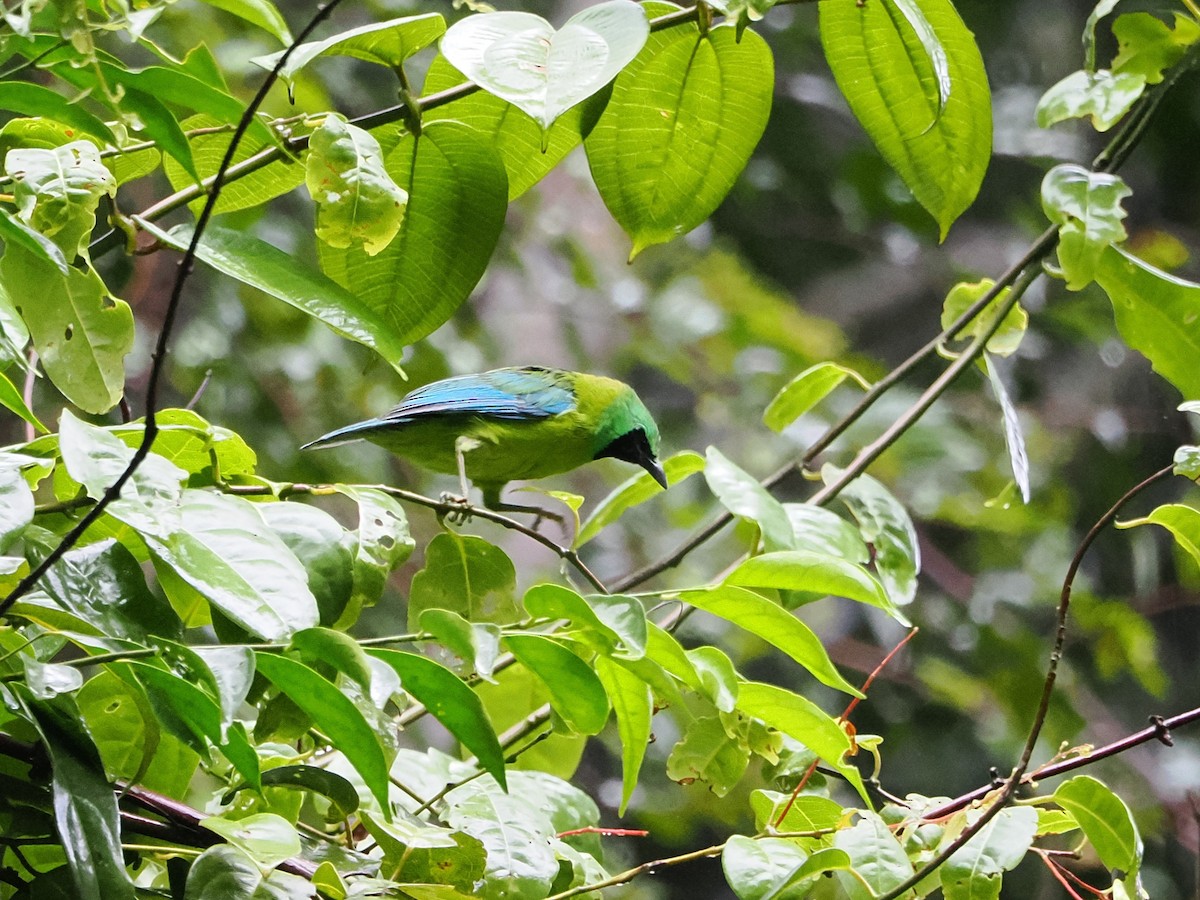 Bornean Leafbird - ML618608002