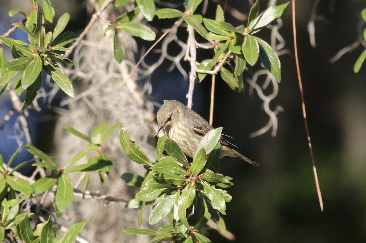 Cape May Warbler - ML618608021